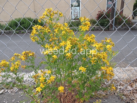 St. Johnswort, common